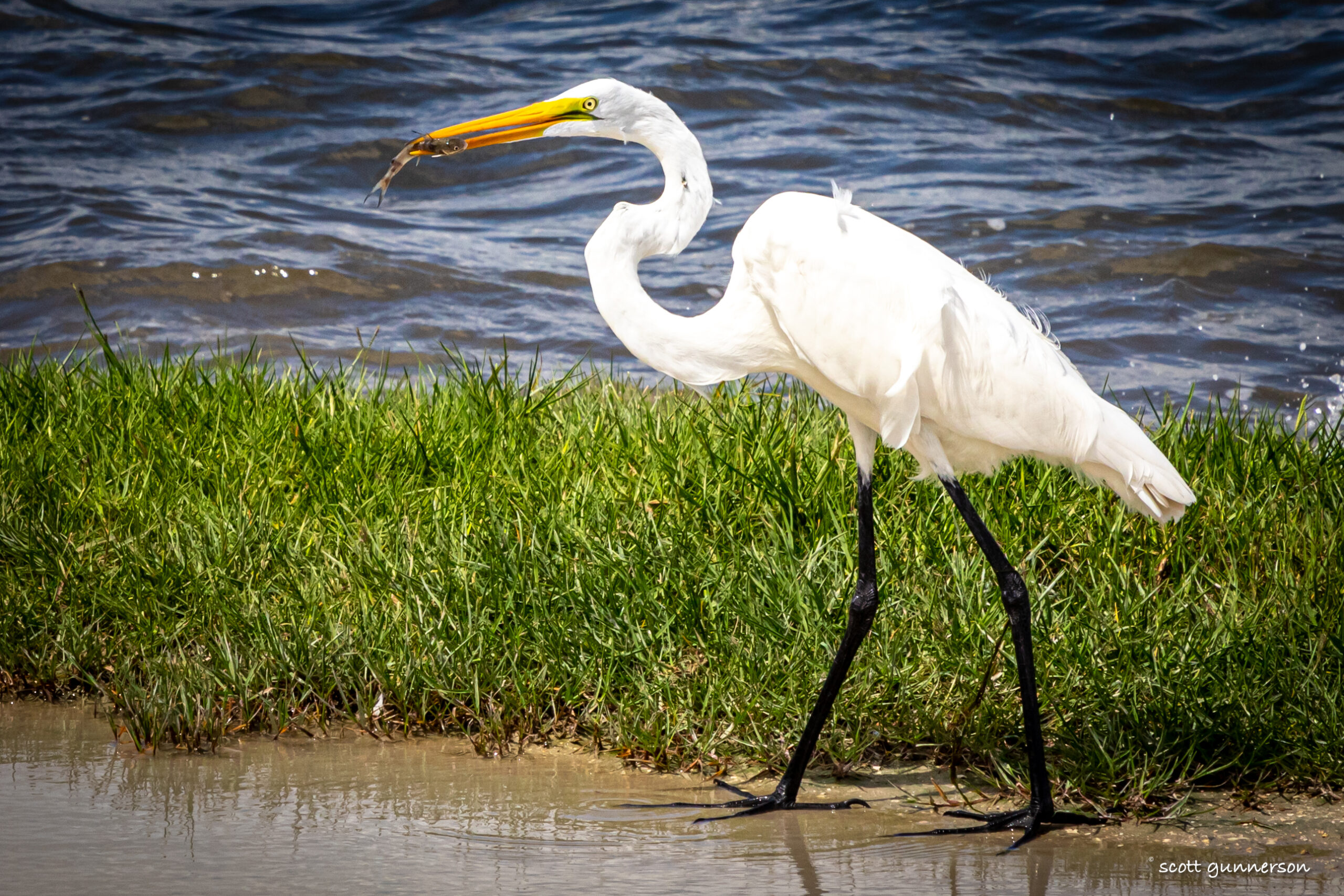 A great egret catches lunch along the shore of the Indian River at Parrish Park in Titusville, Florida.